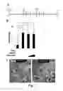 Fig. 05 - Compounds and methods of use thereof for treating neurodegenerative disorders