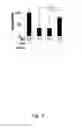 Fig. 09 - Compounds and methods of use thereof for treating neurodegenerative disorders