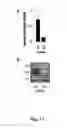 Fig. 13 - Compounds and methods of use thereof for treating neurodegenerative disorders