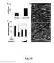 Fig. 21 - Compounds and methods of use thereof for treating neurodegenerative disorders