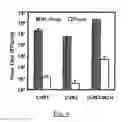 Fig. 05 - ANTIVIRAL COMPOUNDS AND METHODS OF USE