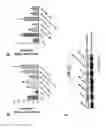 Fig. 13 - ROFLUMILAST COMPOSITIONS FOR THE TREATMENT OF COPD