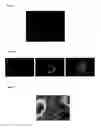 Fig. 02 - NOVEL ADULT PROGENITOR CELL
