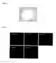 Fig. 03 - NOVEL ADULT PROGENITOR CELL