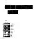Fig. 04 - NOVEL ADULT PROGENITOR CELL