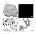 Fig. 09 - NOVEL ADULT PROGENITOR CELL