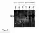 Fig. 11 - NOVEL ADULT PROGENITOR CELL
