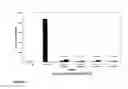 Fig. 15 - NOVEL ADULT PROGENITOR CELL