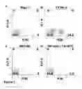 Fig. 02 - Enhanced reconstitution and autoreconstitution of the hematopoietic compartment