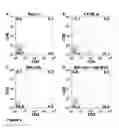 Fig. 06 - Enhanced reconstitution and autoreconstitution of the hematopoietic compartment