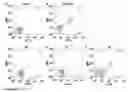 Fig. 16 - Enhanced reconstitution and autoreconstitution of the hematopoietic compartment