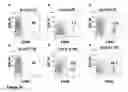 Fig. 20 - Enhanced reconstitution and autoreconstitution of the hematopoietic compartment