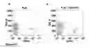 Fig. 22 - Enhanced reconstitution and autoreconstitution of the hematopoietic compartment