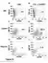 Fig. 23 - Enhanced reconstitution and autoreconstitution of the hematopoietic compartment