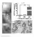 Fig. 09 - COMPOSITIONS AND METHODS OF TREATMENT WITH STEM CELLS
