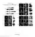 Fig. 03 - CONVERSION OF CARDIOMYOCYTES INTO FAST CONDUCTING CARDIOMYOCYTES OR SLOW CONDUCTING NODAL CELLS