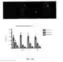 Fig. 24 - Method and compositions for treating cancer using probiotics