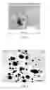 Fig. 02 - Compositions and Methods for Preventing and/or Treating Sensorineural Hearing Loss