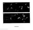 Fig. 06 - Methods and compositions for promoting organ growth and development