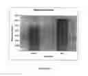 Fig. 09 - Methods and compositions for promoting organ growth and development