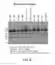 Fig. 07 - Method for treating amyloid disease