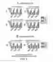 Fig. 05 - Combinations of gene deletions for live attenuated shigella vaccine strains