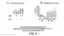 Fig. 10 - Combinations of gene deletions for live attenuated shigella vaccine strains
