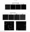 Fig. 03 - PEPTIDE HAVING CANCER SELECTIVE TRANSLOCATION FUNCTION AND USE THEREOF
