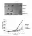 Fig. 05 - PEPTIDE HAVING CANCER SELECTIVE TRANSLOCATION FUNCTION AND USE THEREOF