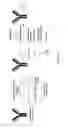 Fig. 11 - Enzymatic conjugation of polypeptides
