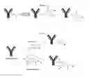 Fig. 13 - Enzymatic conjugation of polypeptides