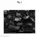 Fig. 02 - Production method for biomedical and industrial material using ceramic derived from birds' beaks