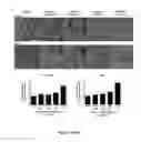 Fig. 03 - CONTROLLING EXTRACELLULAR MATRIX PROTEIN MICROSTRUCTURE WITH ULTRASOUND