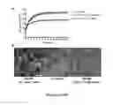 Fig. 06 - CONTROLLING EXTRACELLULAR MATRIX PROTEIN MICROSTRUCTURE WITH ULTRASOUND