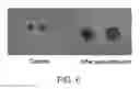 Fig. 07 - SKINLESS POLYETHERSULFONE MEMBRANE