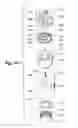 Fig. 09 - Handheld showerhead with mode selector in handle