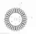 Fig. 01 - Omnidirectional wheel