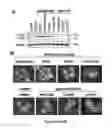 Fig. 05 - Sigma receptor ligands and methods of modulating cellular protein homeostasis using same