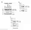 Fig. 08 - Sigma receptor ligands and methods of modulating cellular protein homeostasis using same