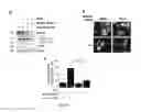 Fig. 09 - Sigma receptor ligands and methods of modulating cellular protein homeostasis using same