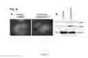 Fig. 19 - Sigma receptor ligands and methods of modulating cellular protein homeostasis using same