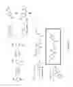 Fig. 22 - Sigma receptor ligands and methods of modulating cellular protein homeostasis using same