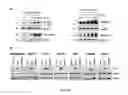 Fig. 33 - Sigma receptor ligands and methods of modulating cellular protein homeostasis using same