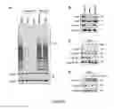 Fig. 34 - Sigma receptor ligands and methods of modulating cellular protein homeostasis using same