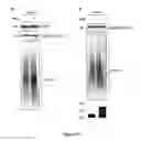 Fig. 45 - Sigma receptor ligands and methods of modulating cellular protein homeostasis using same