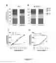 Fig. 48 - Sigma receptor ligands and methods of modulating cellular protein homeostasis using same