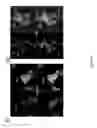 Fig. 71 - Sigma receptor ligands and methods of modulating cellular protein homeostasis using same