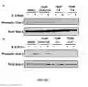 Fig. 02 - Pyrazole derivatives as inhibitors of STAT3