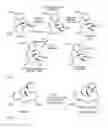 Fig. 02 - Preparation of 14-hydroxycodeinone sulfate