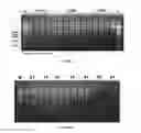 Fig. 02 - Selective nucleic acid fragment recovery